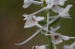 Snowy orchid